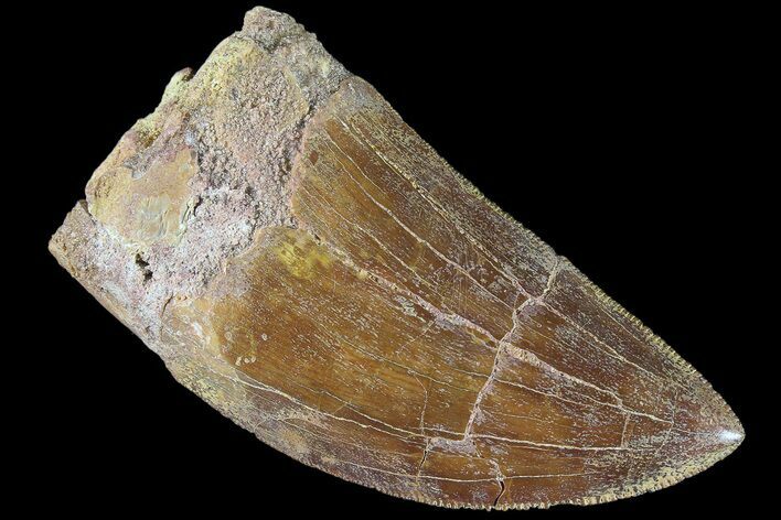 Serrated, Carcharodontosaurus Tooth - Real Dinosaur Tooth #85726